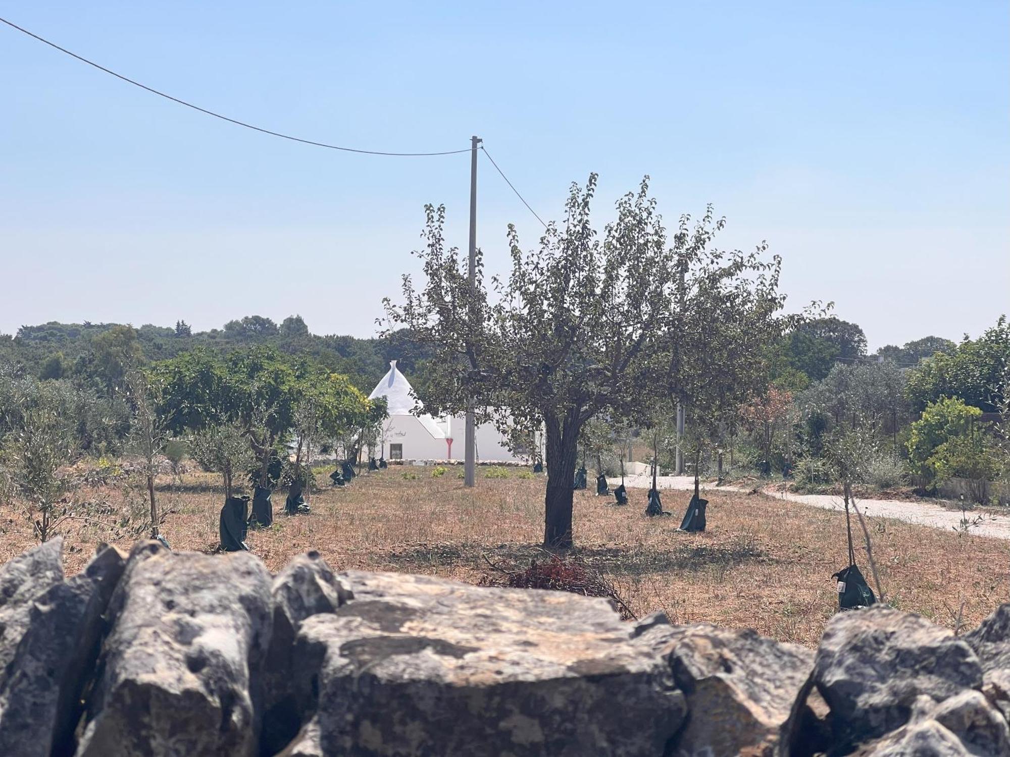 Holiday home Trullo Tre Piantelle Martina Franca